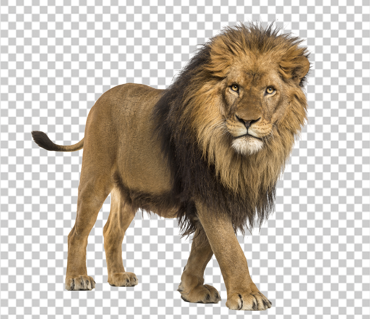 animal image background removal service